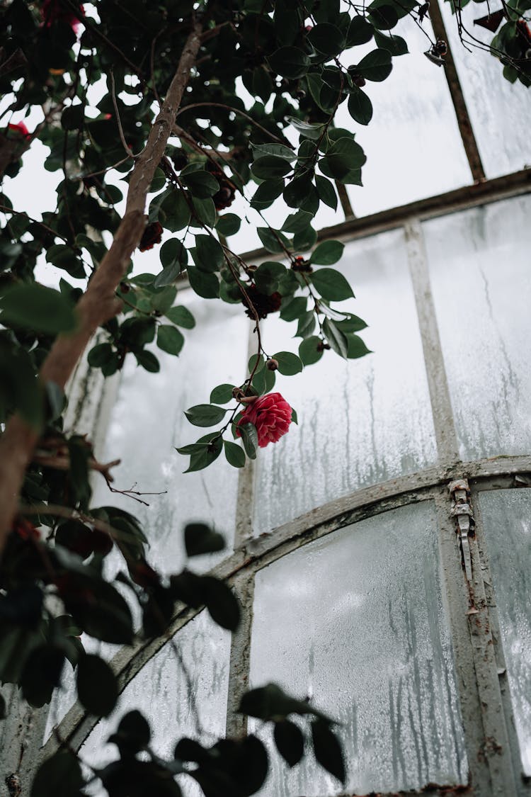 Rose Growing On Tree In Greenhouse