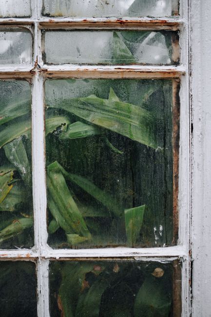 A close-up of a rustic window showing dew-covered leaves in a greenhouse on a rainy day.