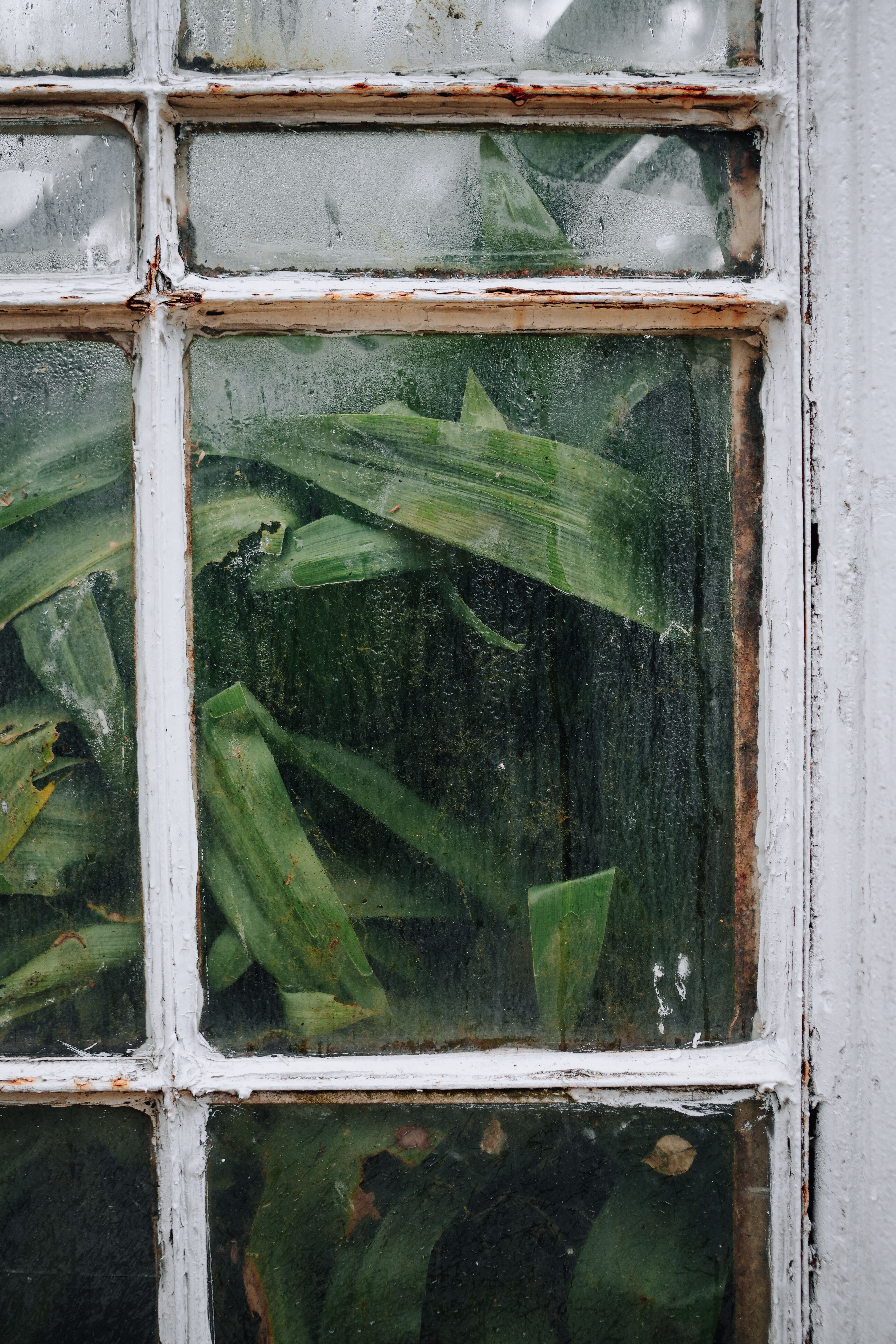 Leaves behind Window · Free Stock Photo