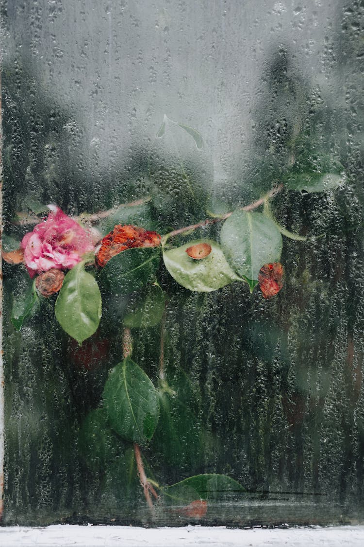 Plant Seen Through Window In Rain