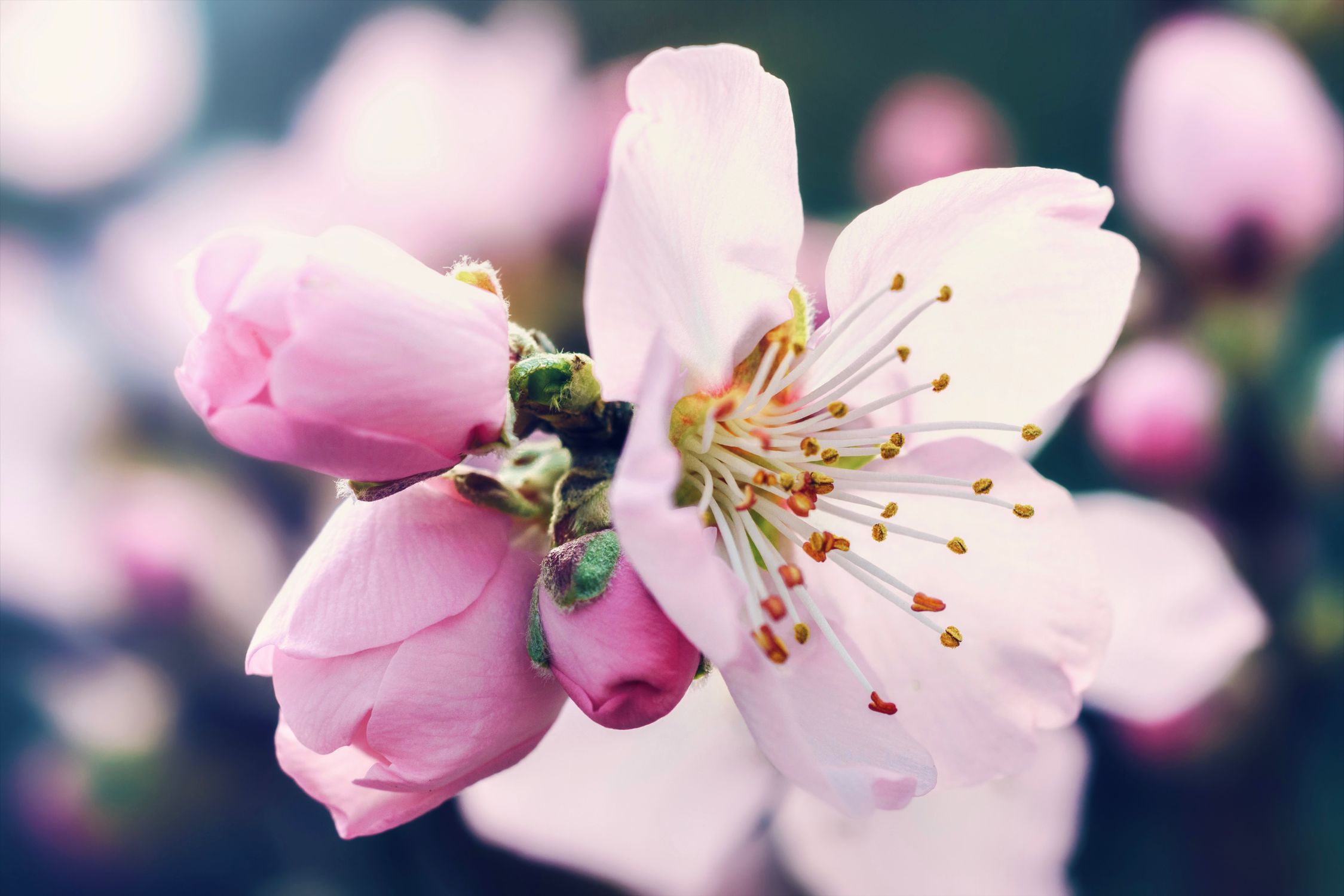 Spring Cheery Tree · Free Stock Photo