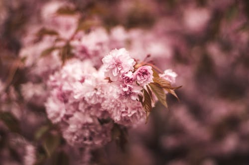 Fotobanka s bezplatnými fotkami na tému bokeh, hĺbka ostrosti, jarné obdobie