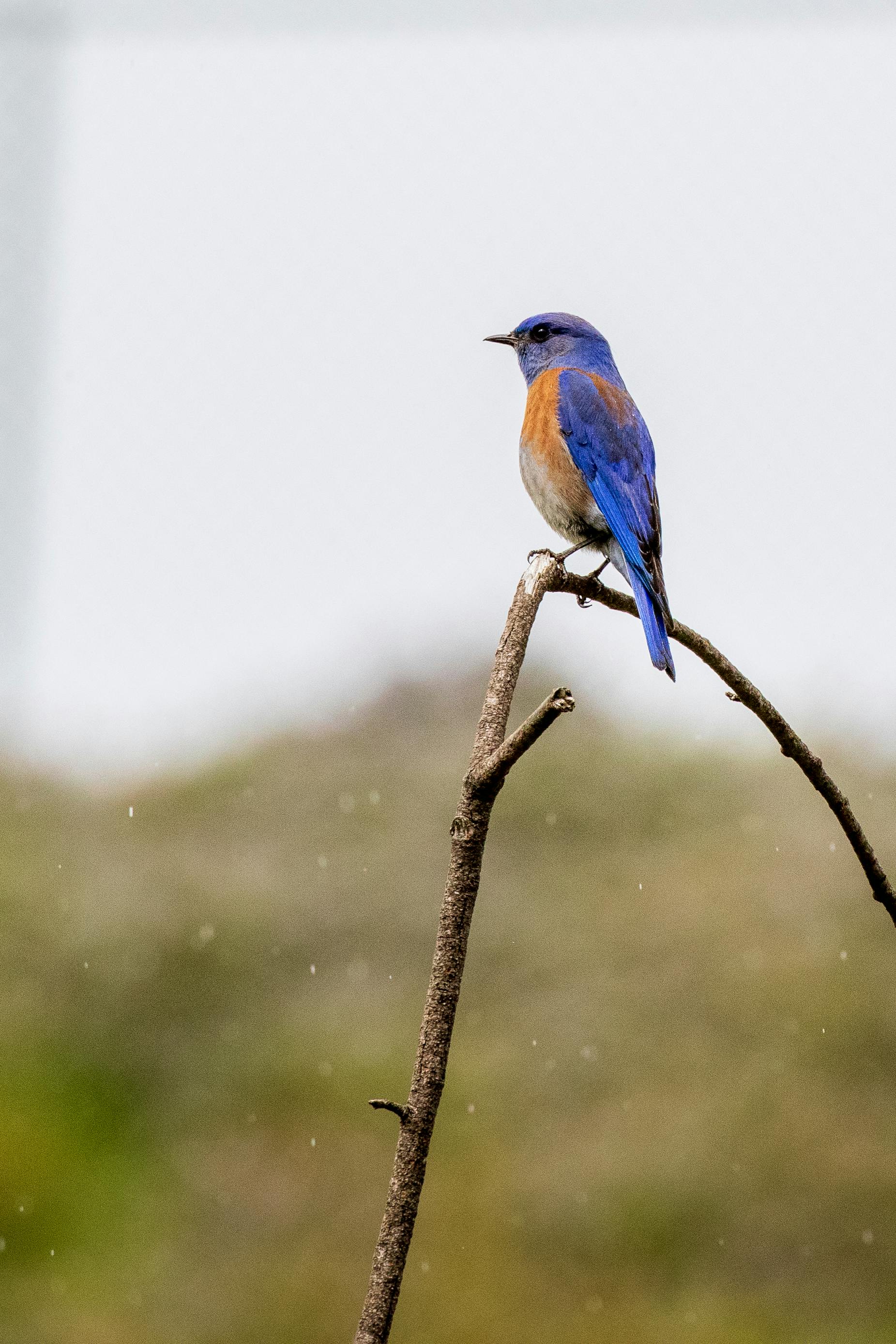 7 Tips for Attracting Bluebirds to Your Yard
