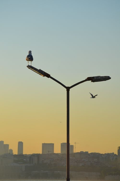 Free Seagull perched on a lamppost at sunset in Istanbul, capturing the urban skyline in soft hues. Stock Photo