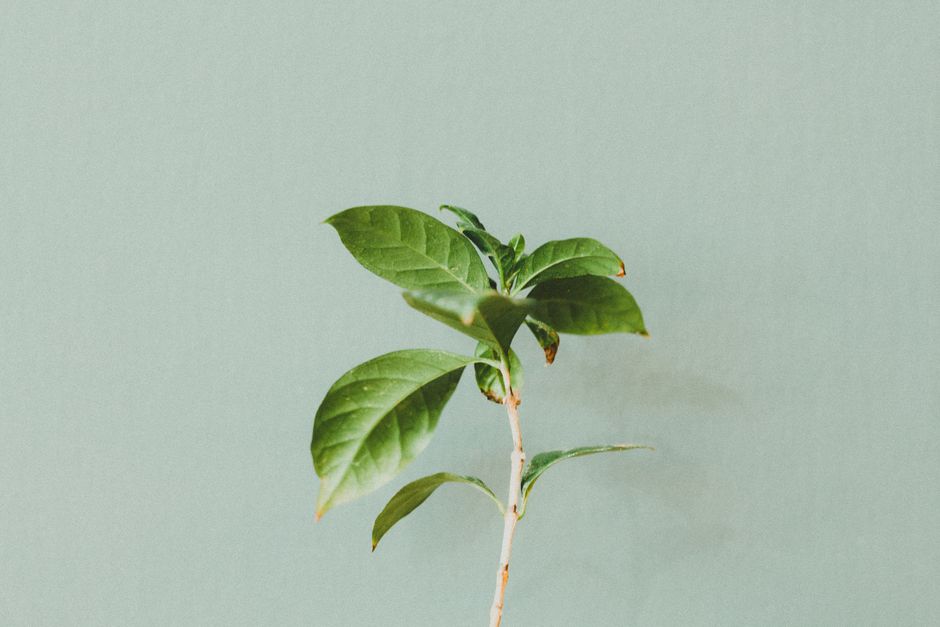 A close-up shot of a small green plant against a pastel background, ideal for nature themes.
