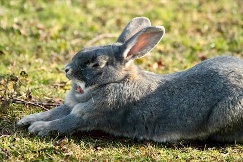 Foto d'estoc gratuïta de animal, badallant, conill