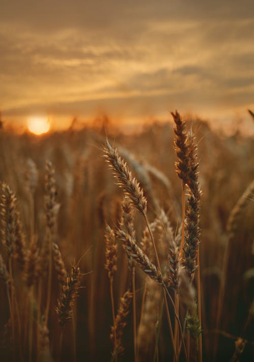 Free Крупный план пшеницы Stock Photo