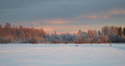 Winter Panorama of Fields Buried in Snow by the Forest