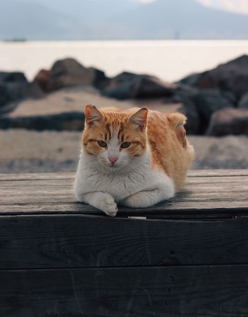 Free A ginger cat lounging on a bench with a serene beach in İzmir, Türkiye. Stock Photo