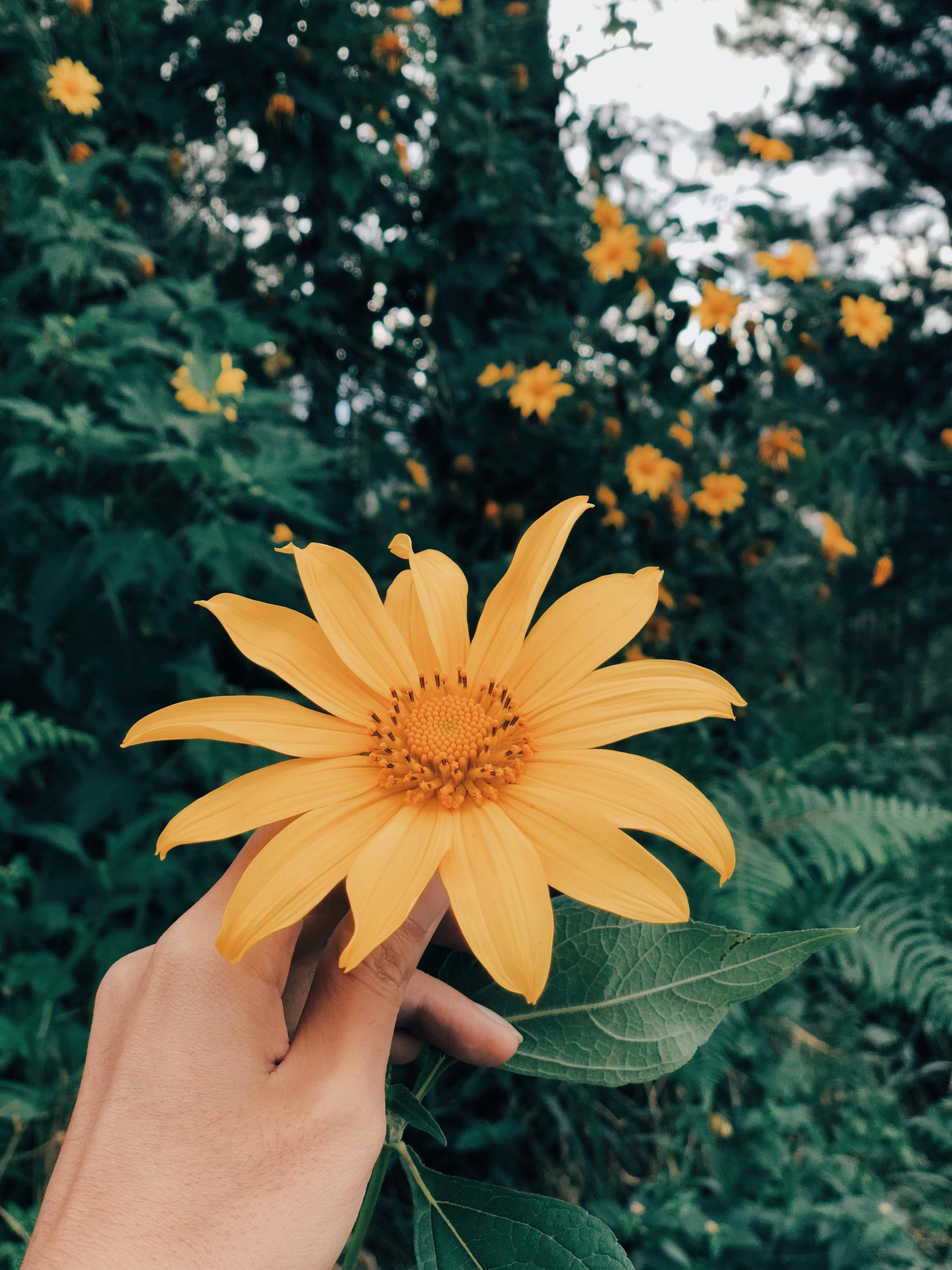 Free stock photo of flower, flower in hand, forest