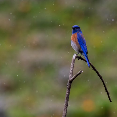Bird Sitting on a Twig in the Rain