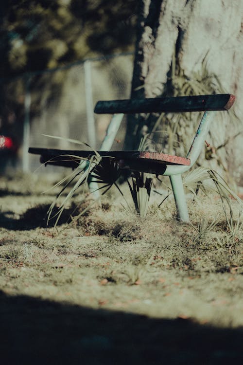 A bench is sitting in the grass next to a tree