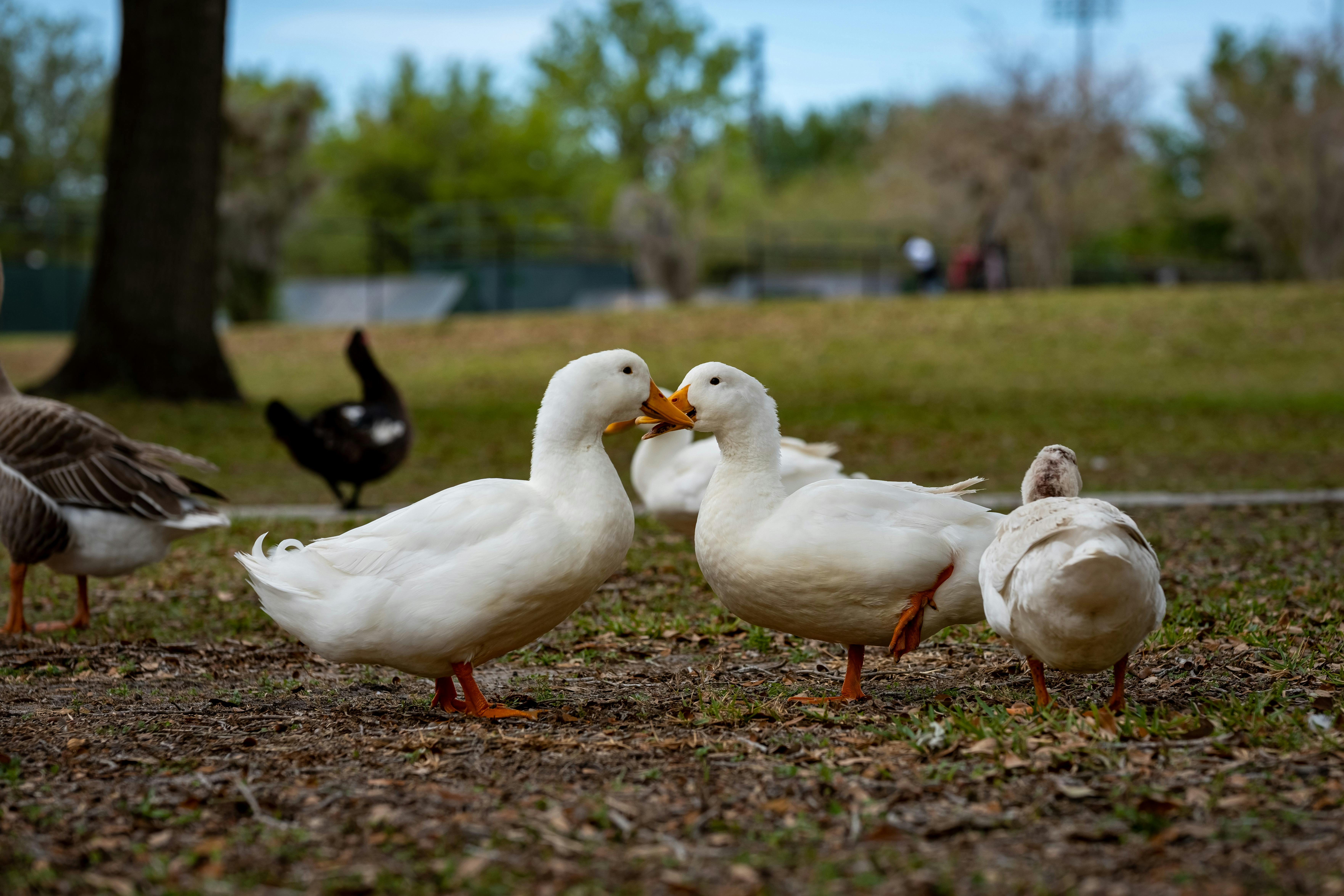 Two white ducks interacting on grass in a park. Captured during a daytime setting.
