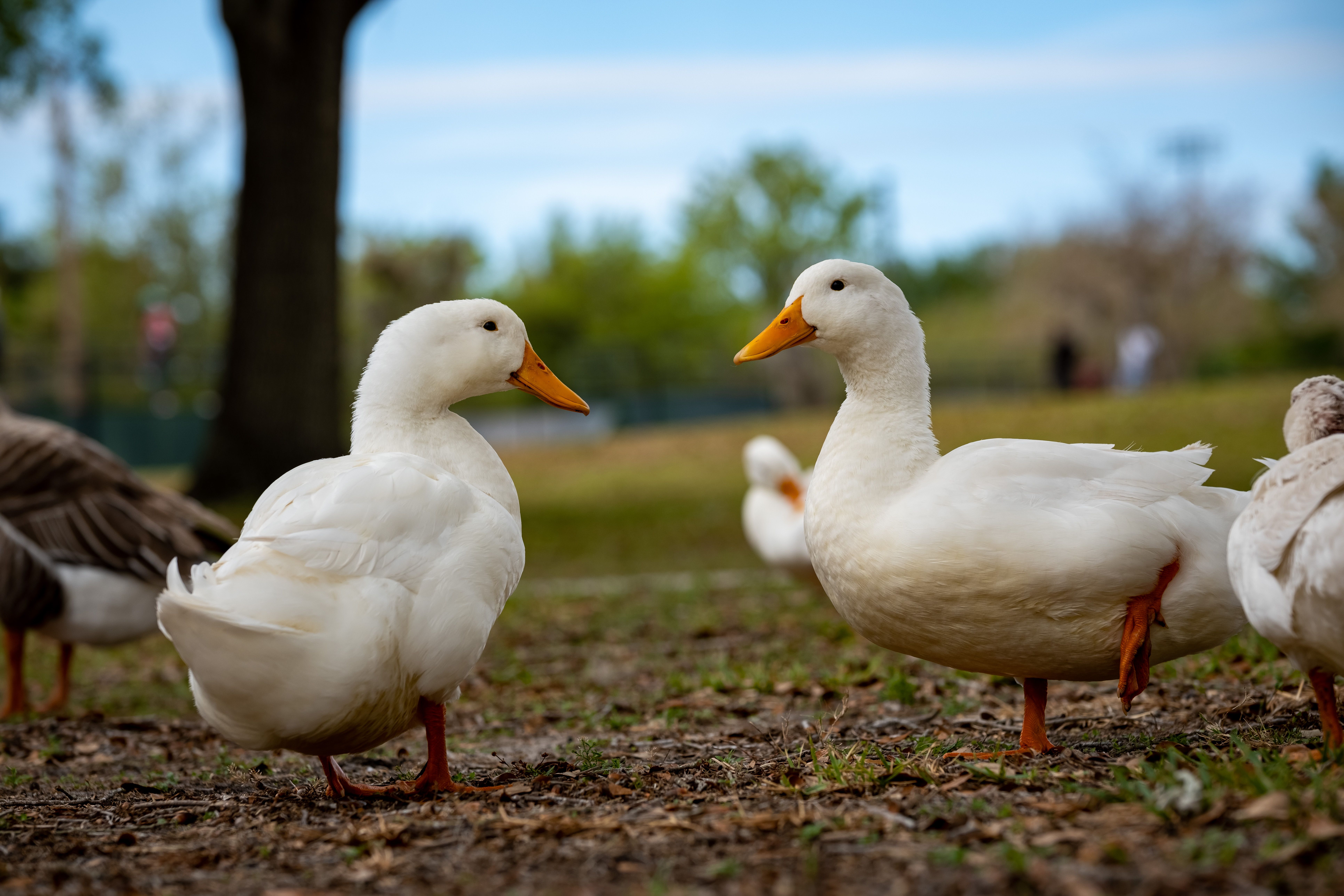 Understanding the Benefits of Goose Down Comforters⁣ for All Seasons