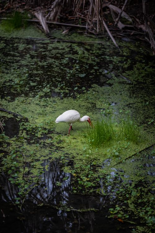 Free A white ibis foraging amid lush greenery in a serene swamp setting. Stock Photo