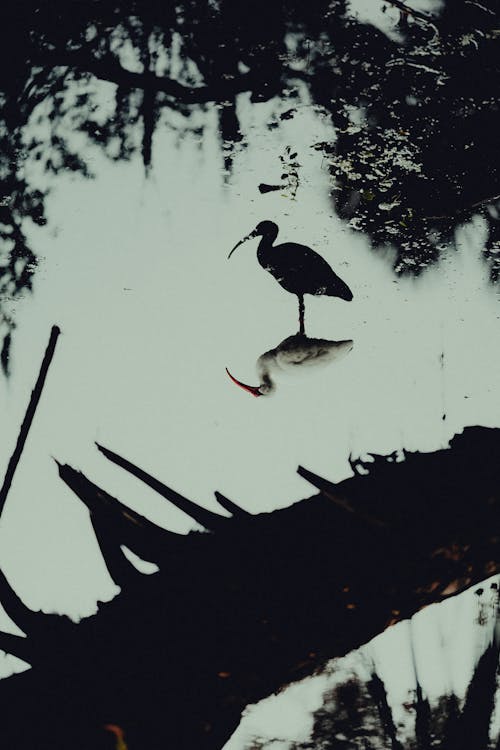 A bird is standing in the water near a tree