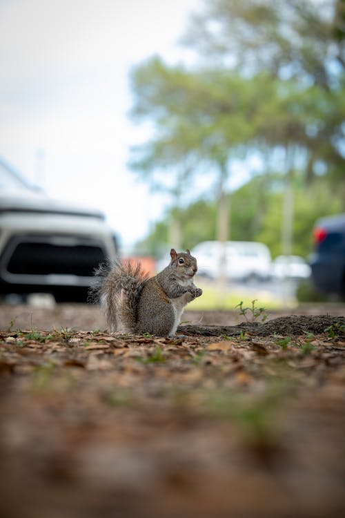 A squirrel is sitting on the ground in front of a car