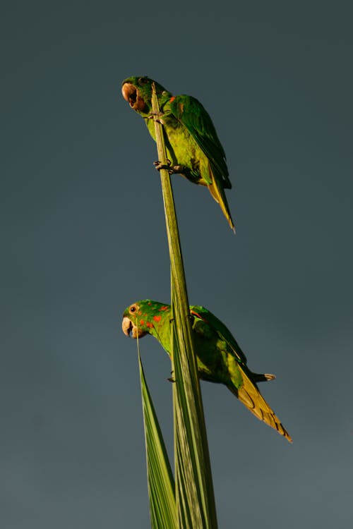 White-eyed Parakeets Clinging to the Stem with Claws