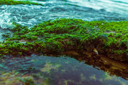 Безкоштовне стокове фото на тему «gree, H2O, Абстракціонізм»