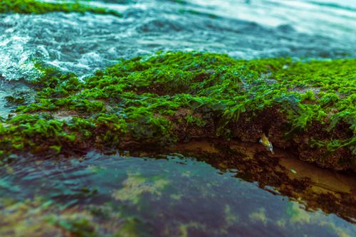 Free A close-up view of vibrant green algae on a rocky coast, with ocean waves gently crashing. Stock Photo