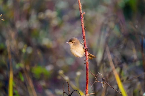 Little Bird on Twig