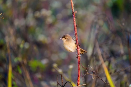 Free A little songbird delicately perched on a twig, set against a blurred natural background. Stock Photo