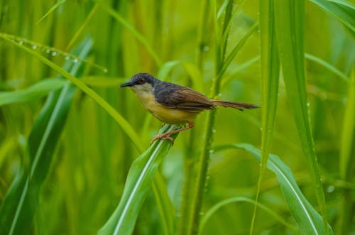 Little Bird on Leaf