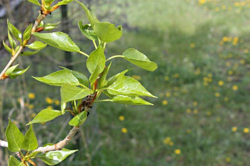 Free stock photo of background, green leaf, sunny