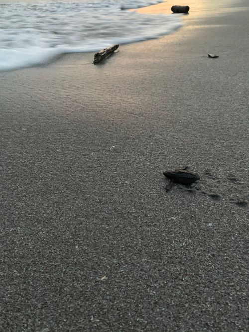 Free A tiny sea turtle crawls across wet sand towards the ocean as waves gently wash ashore. Stock Photo