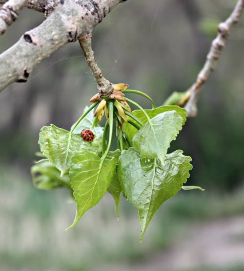 Бесплатное стоковое фото с ladybeetle, зеленый лист, паутина