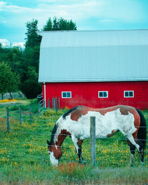 Gratis stockfoto met boerderijdieren, geiser, paarden