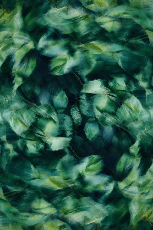Blurred Green Leaves