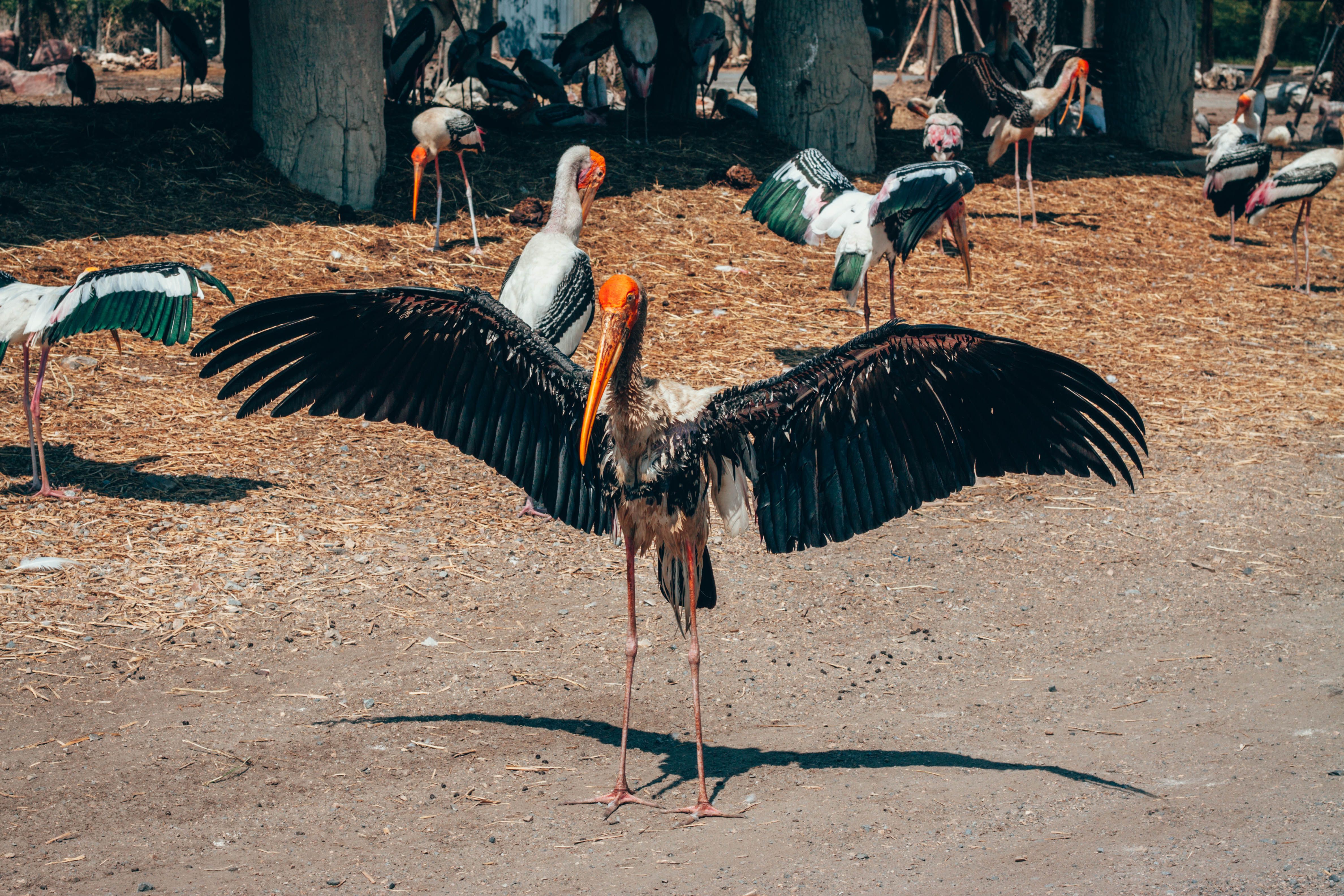 Storks on Dirt Road · Free Stock Photo