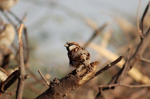 Close-up of a Sparrow Sitting on a Tree Branch 
