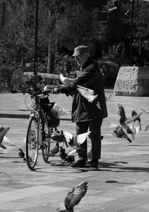 Fotobanka s bezplatnými fotkami na tému bicykel, čierny a biely, holuby