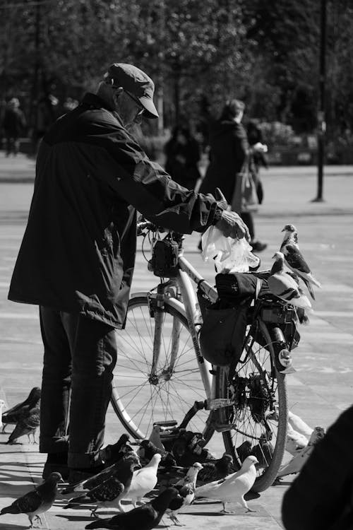 Imagine de stoc gratuită din alb-negru, arbori, bicicletă