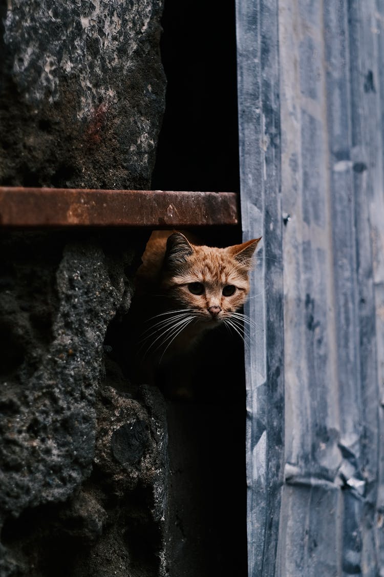 Kitten Head Under Bar