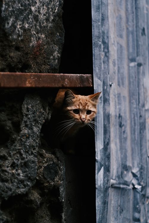 Free A ginger kitten peeks through a rustic wall, showcasing its inquisitive nature. Stock Photo