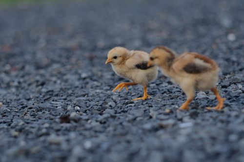 Free Two cute ducklings exploring a pebbled path, capturing the essence of nature and youth. Stock Photo