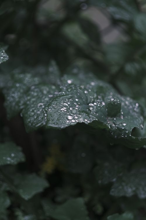 Free Detailed view of raindrops on a lush green leaf with a natural and fresh atmosphere. Stock Photo