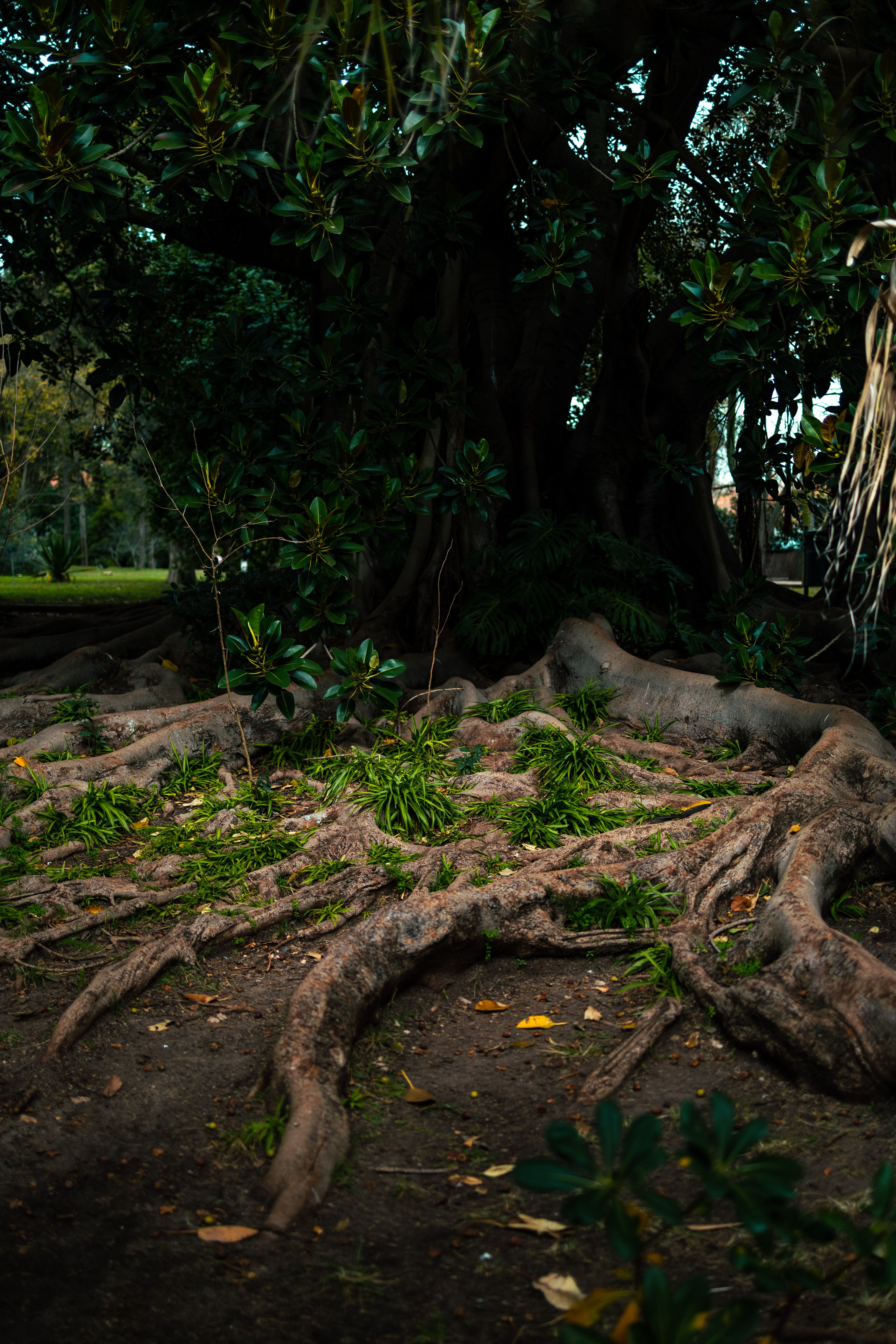 Large Roots of a Tree on the Ground · Free Stock Photo