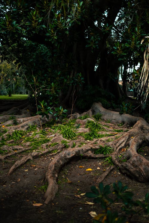 Foto profissional grátis de amplo, arbusto, árvore