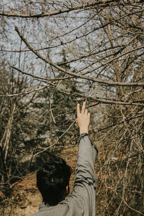 Free Man reaching for bare branches in Manasbal forest during winter. Stock Photo