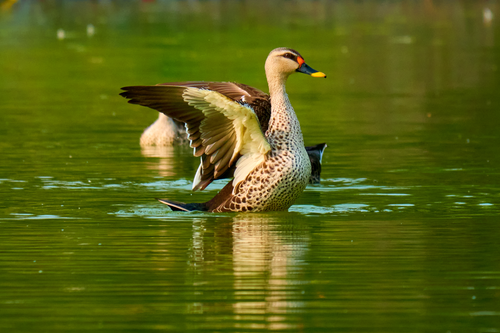Free Close-up of a spot-billed duck spreading its wings on a serene pond in Delhi, India. Stock Photo