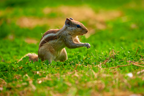 Free Close-up of an Indian Palm Squirrel in lush green grass in Delhi, India. Stock Photo