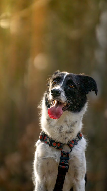 Close up of Border Collie