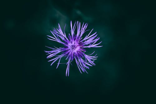 Foto profissional grátis de aumento, centaurea, flor