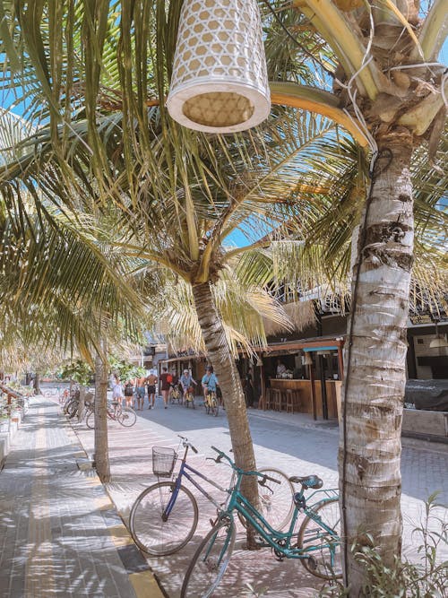 Bicycles Parked on the Sidewalk under Palm Trees
