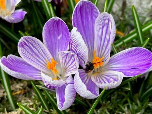 Free Close-up of Spring Crocus Flowers Stock Photo
