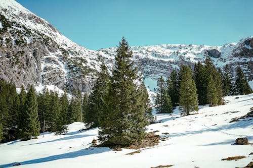 Scenic Mountains and Trees Covered in Winter Snow 